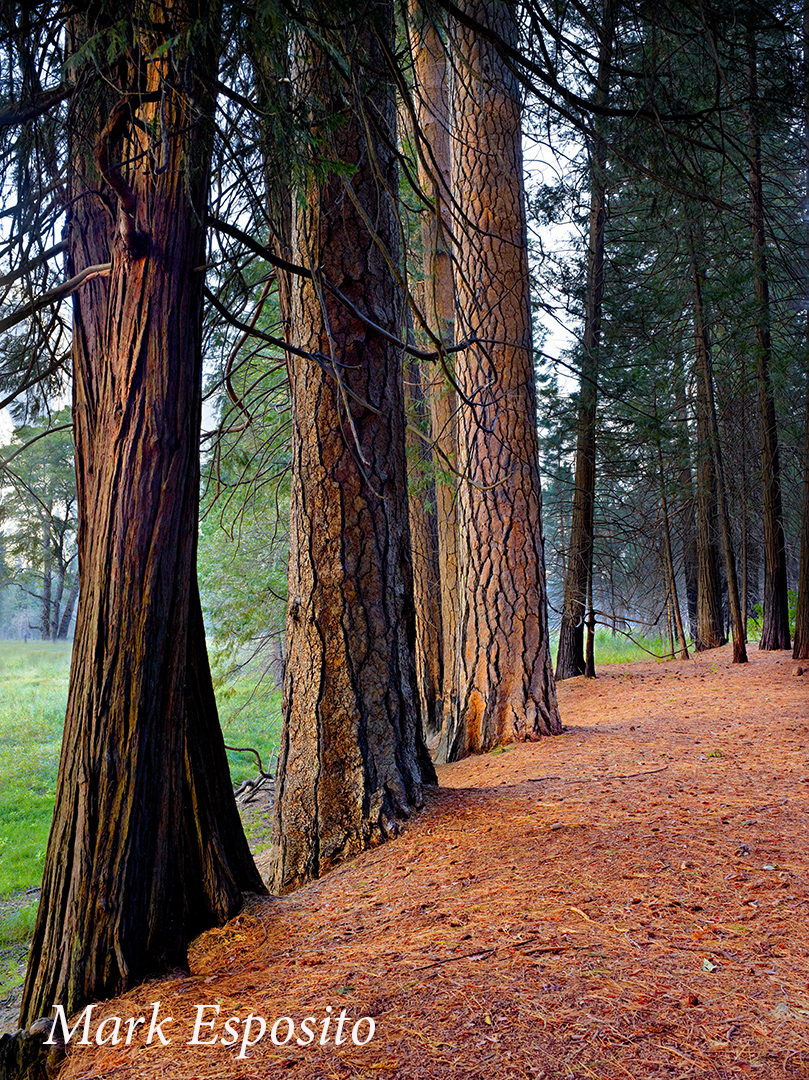Yosemite Trees Tall Yosemite Trees Tall