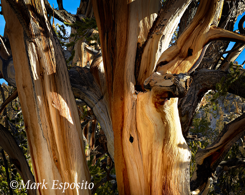 Bristlecone Pines II Bristlecone Pines II
