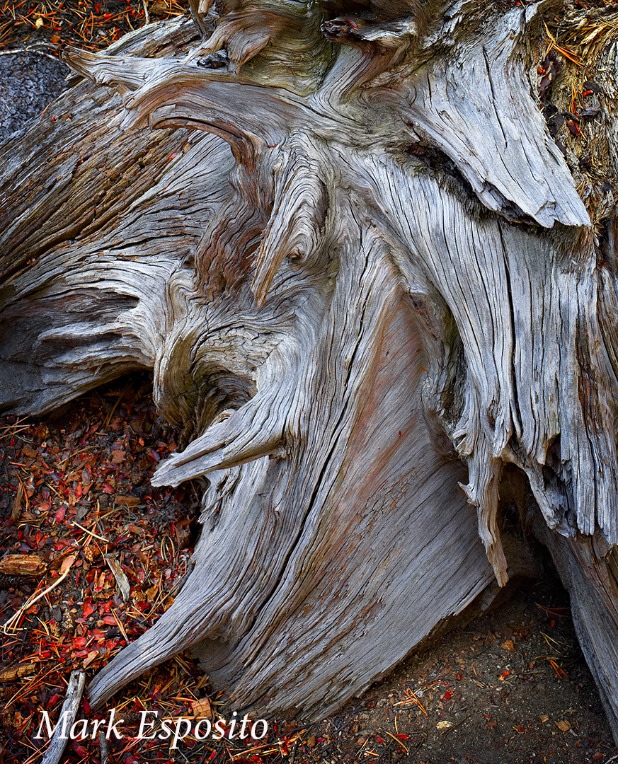 Yosemite Dead Wood Yosemite Dead Wood