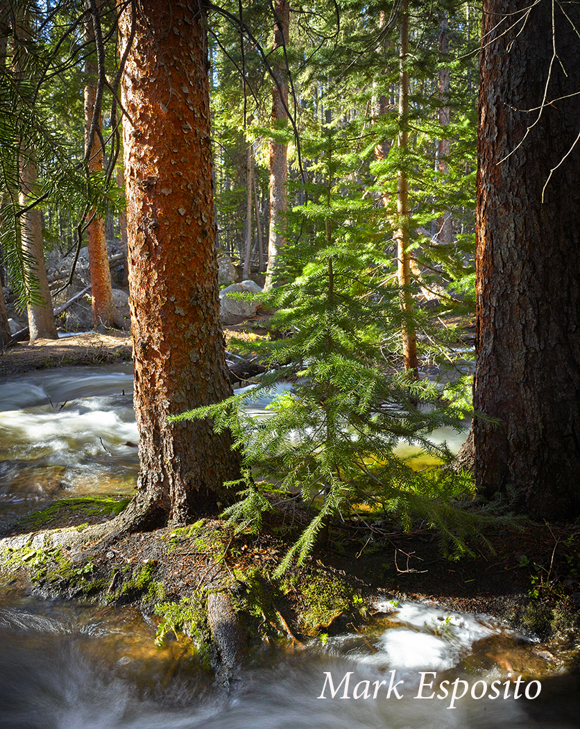 Leadville Pinew