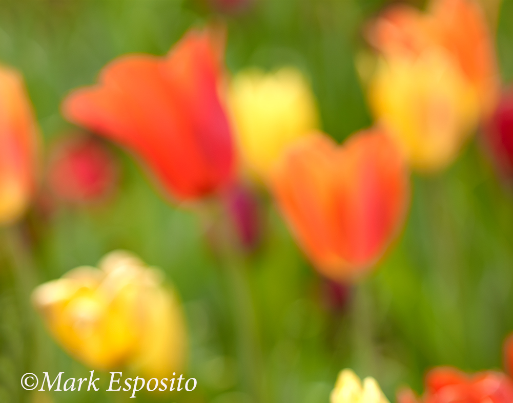 Tulips Abstract