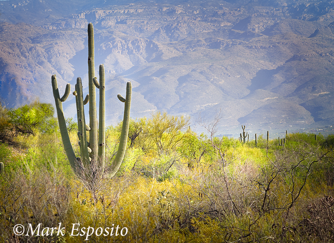 Tucson Tucson