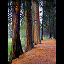 Yosemite Trees Tall