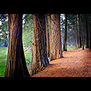 Yosemite Trees Wide