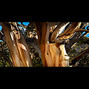 Page Arizona Bush
